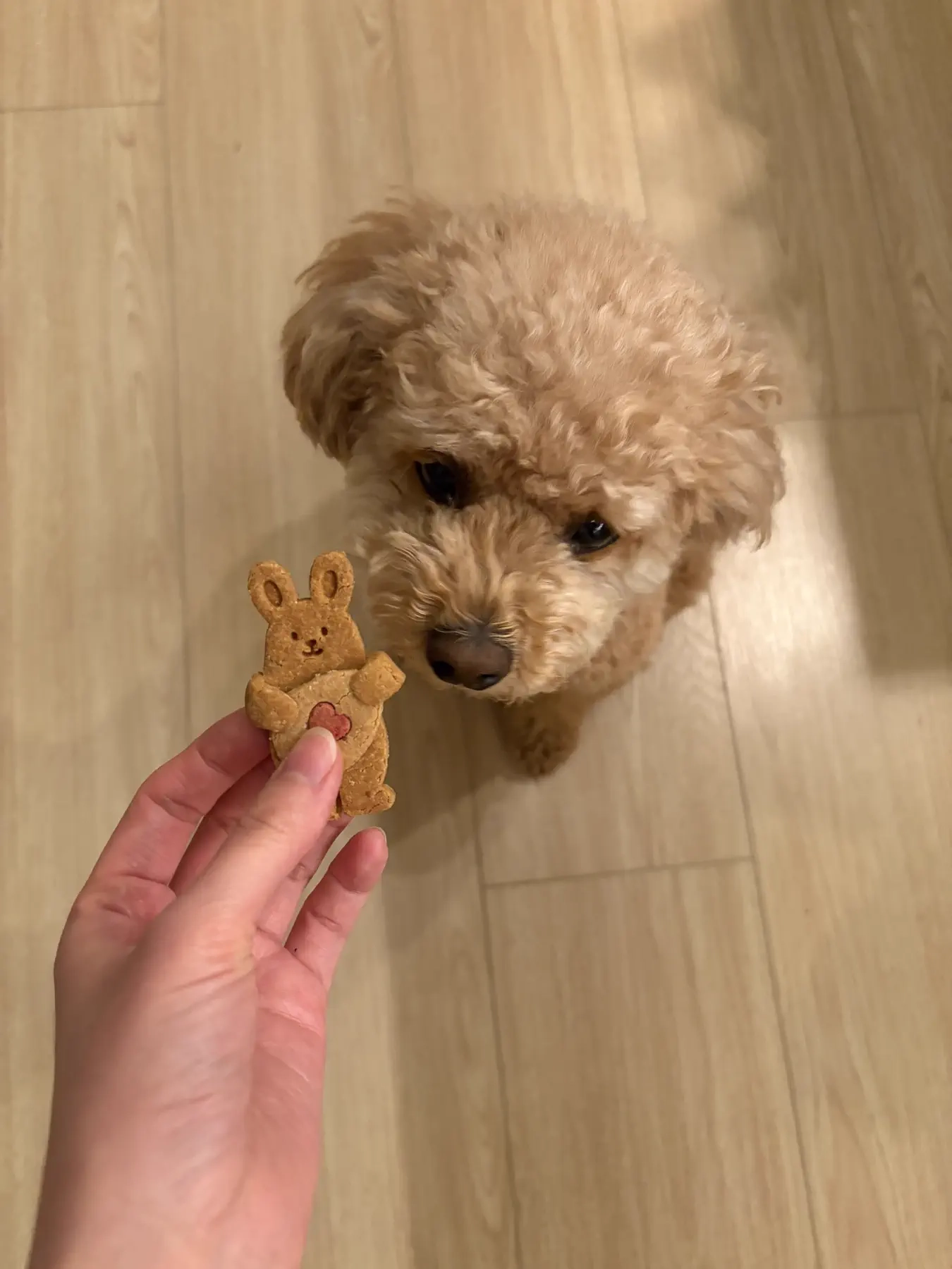 Poodle looking up at a Smolbites bear-shaped bite