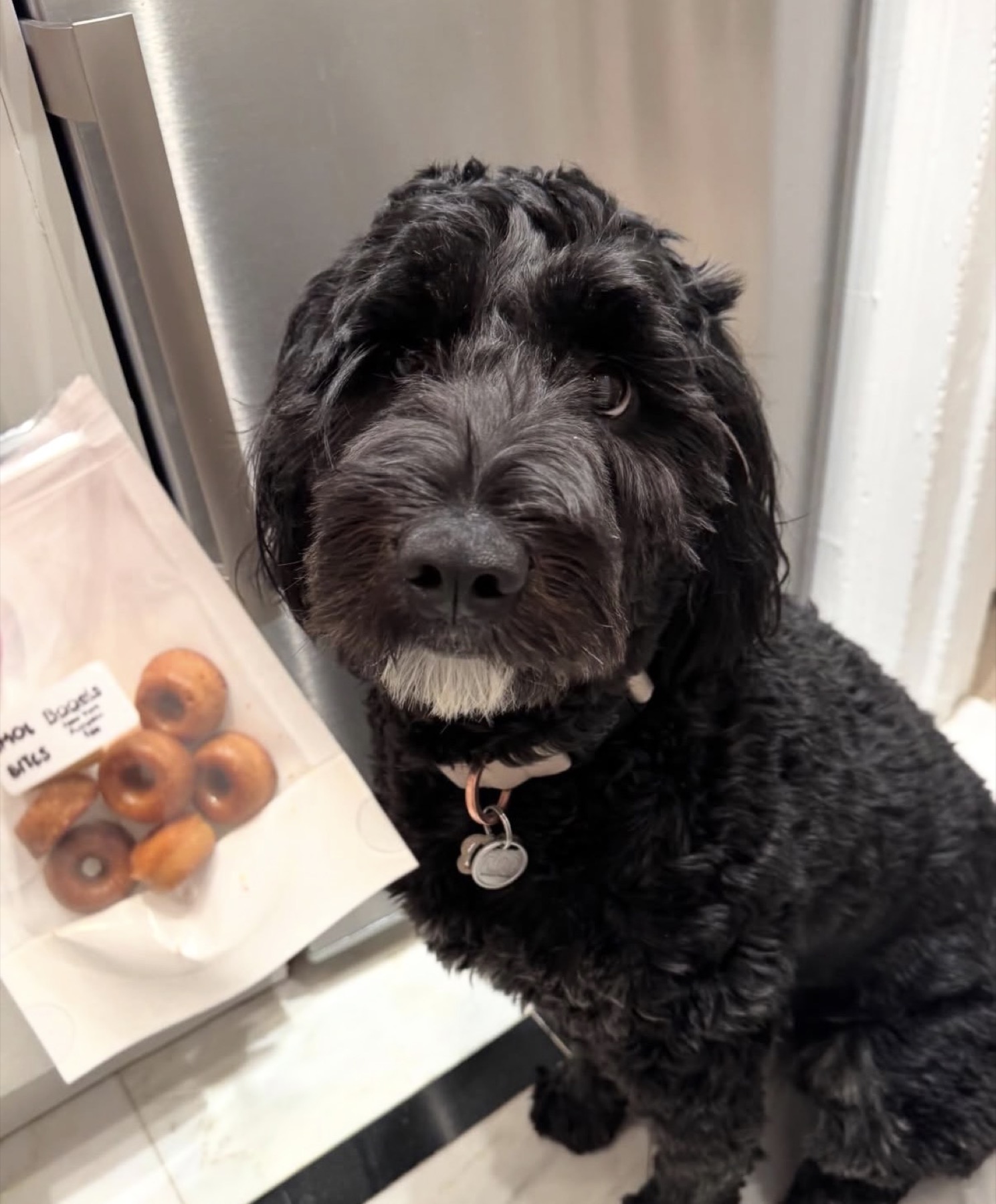 Black dog sitting beside a Smolbites bag