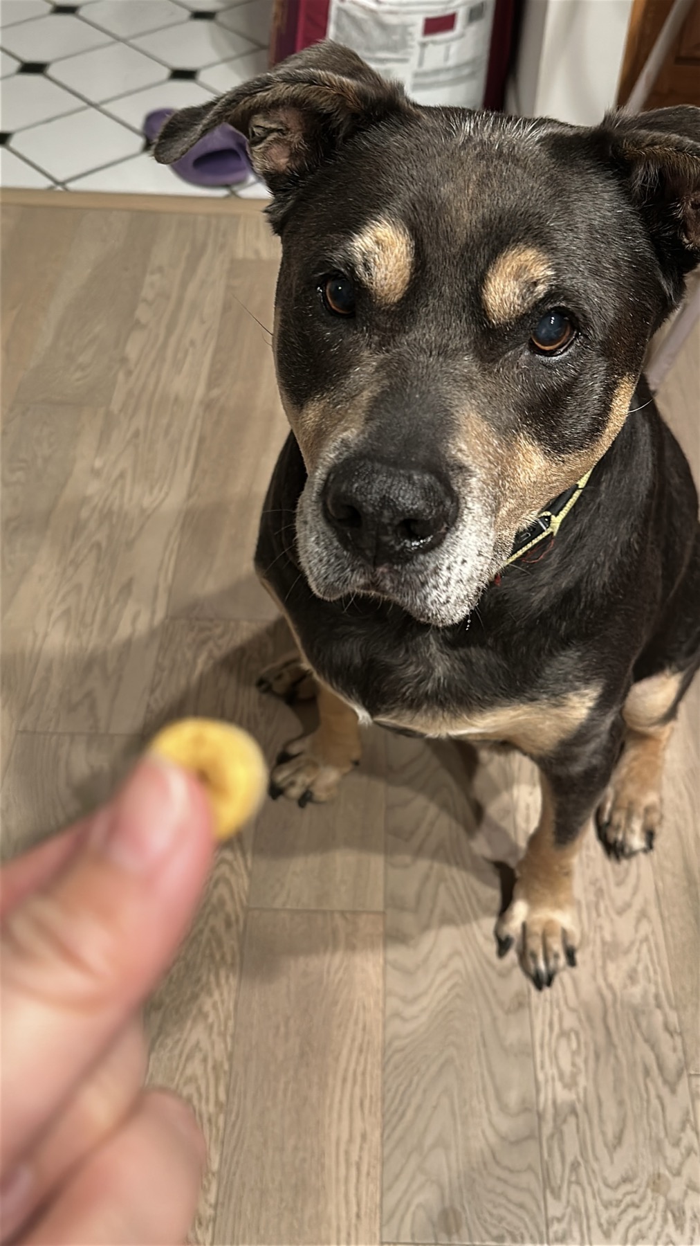 Black and tan dog focused on a Smolbites treat
