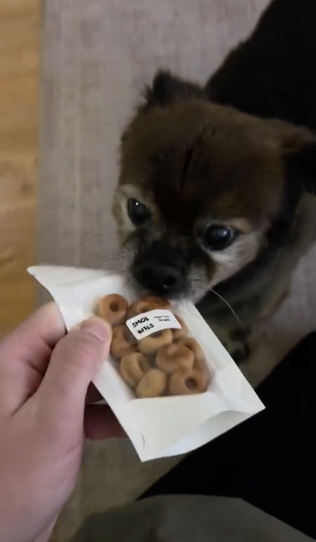 Chihuahua leaning toward a Smolbites bag