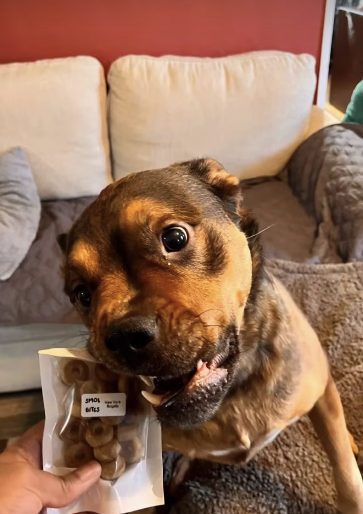 Dog posing with a bag of Smolbites