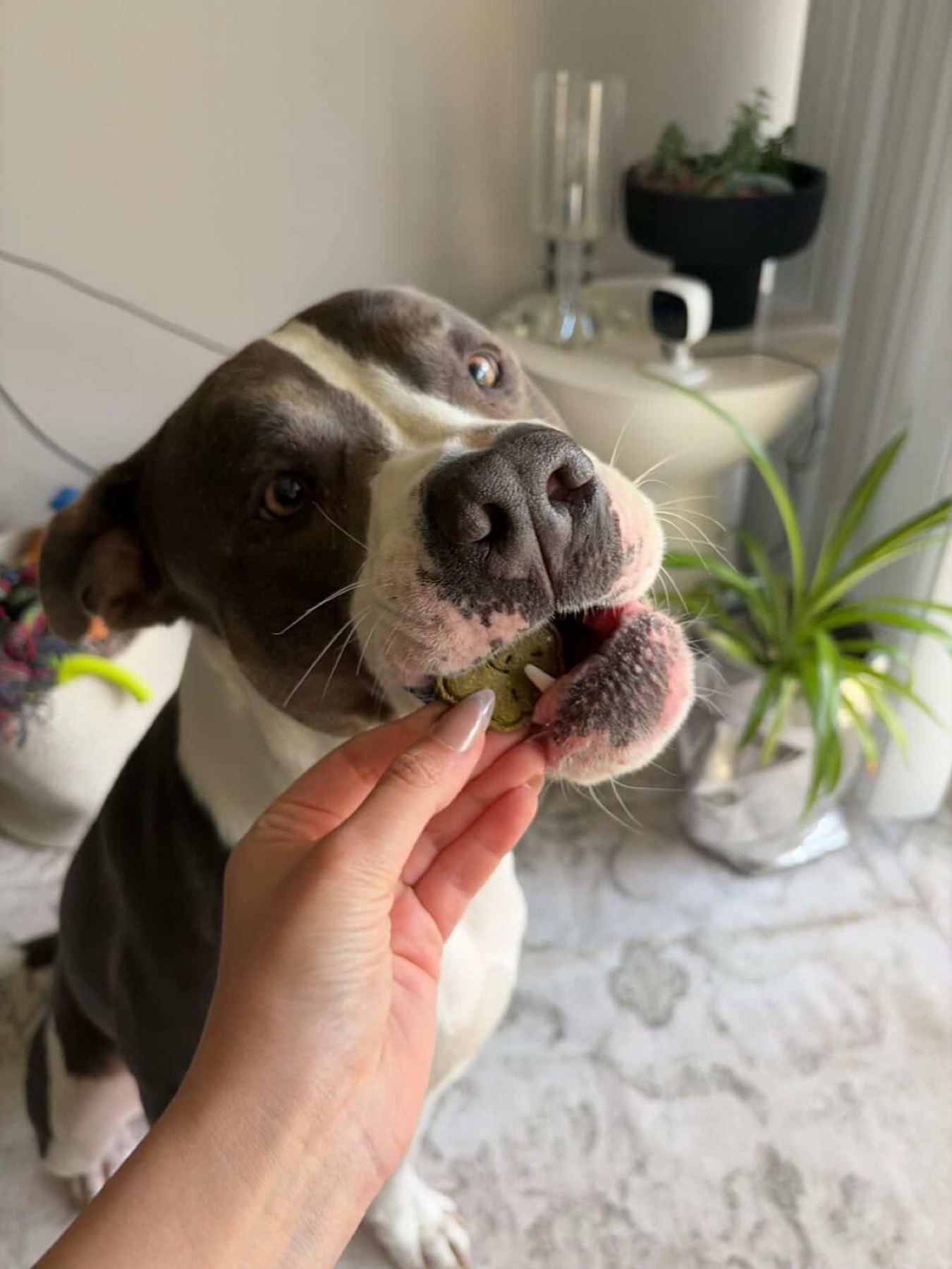 Pitbull taking a Smolbites treat by the window