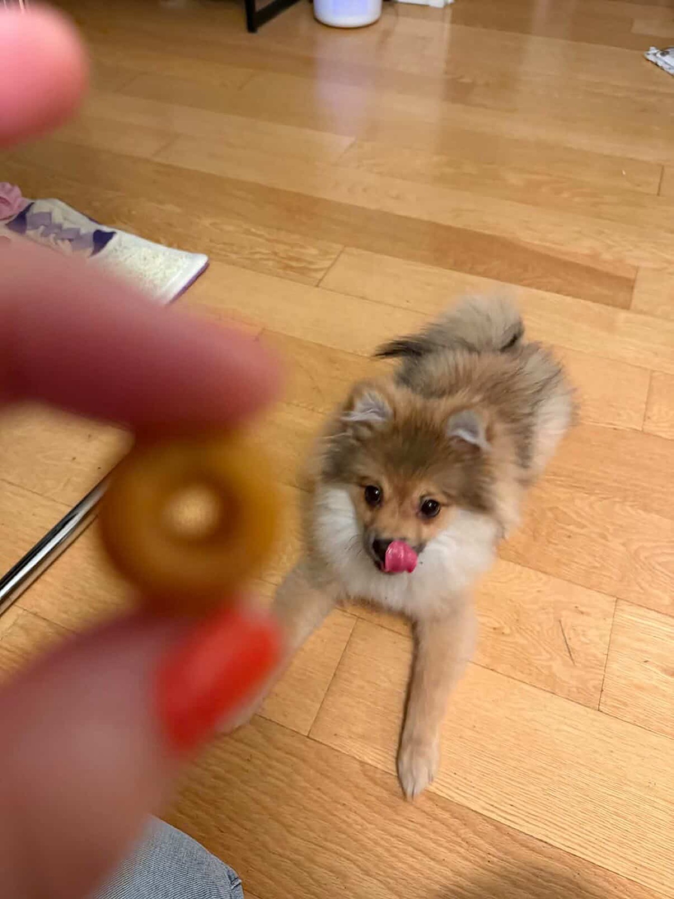 Pomeranian looking at a Smolbites treat
