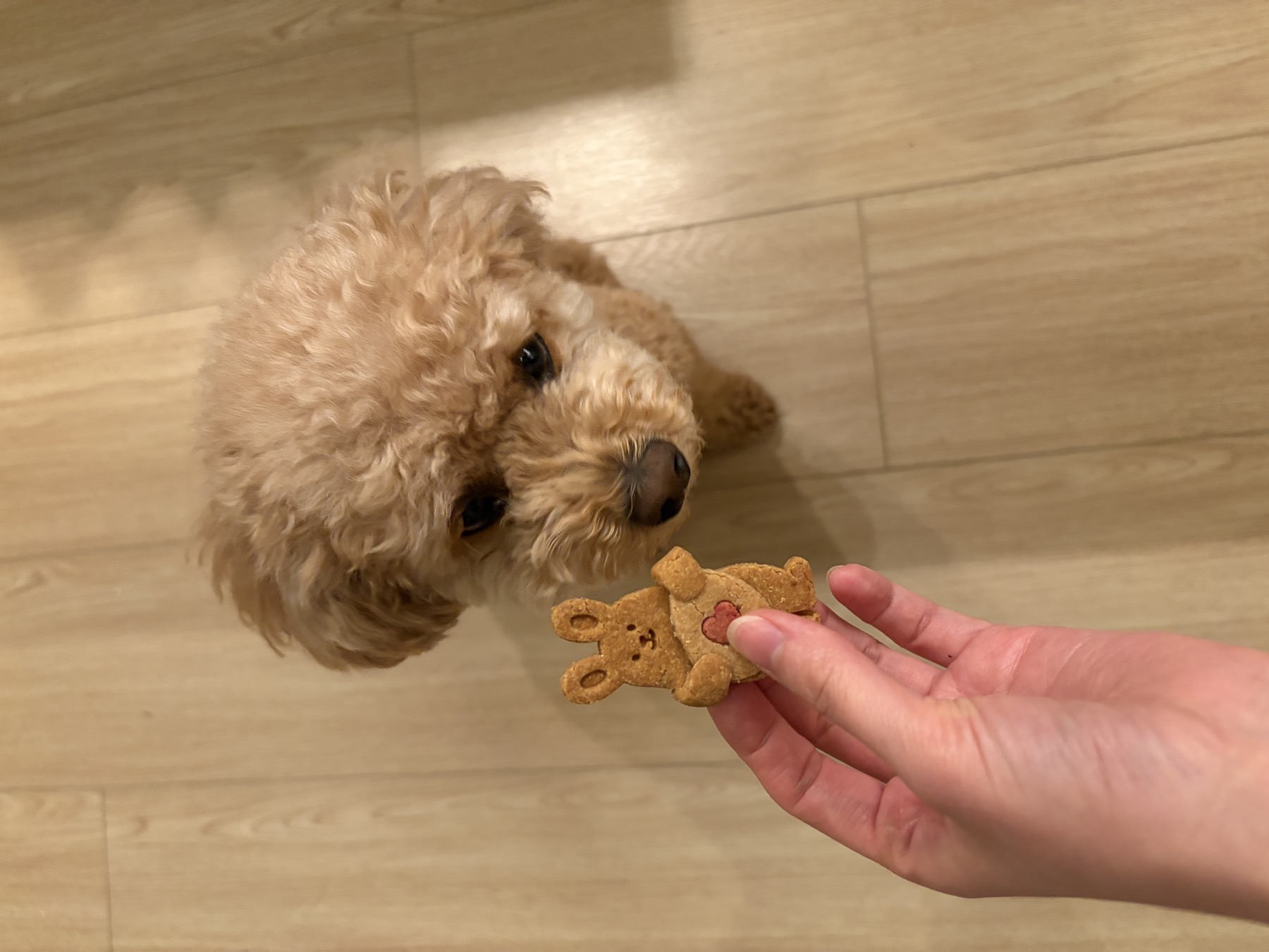 Poodle looking up at a Smolbites bear-shaped bite