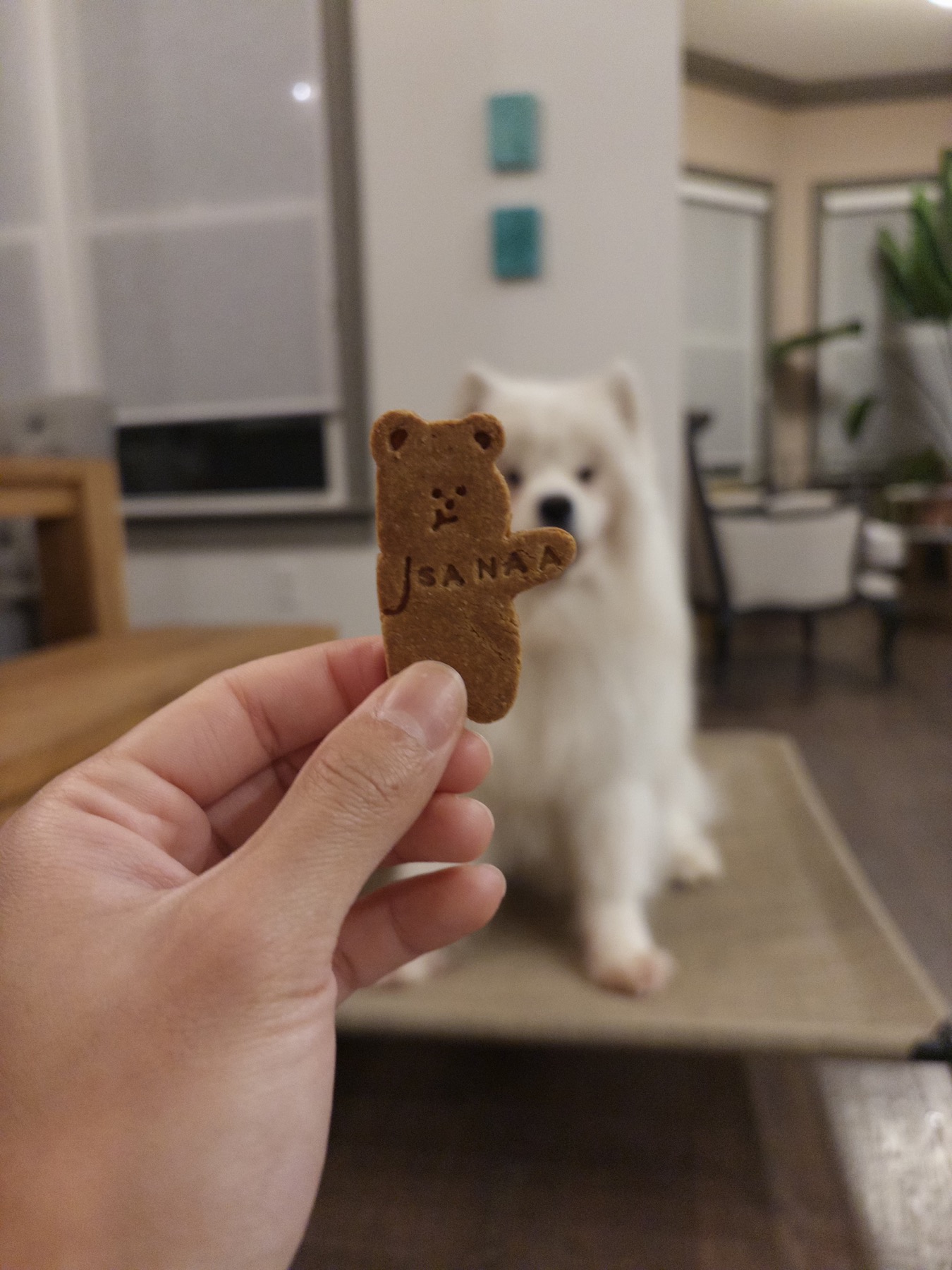 Samoyed with a Smolbites bear-shaped bite in the foreground
